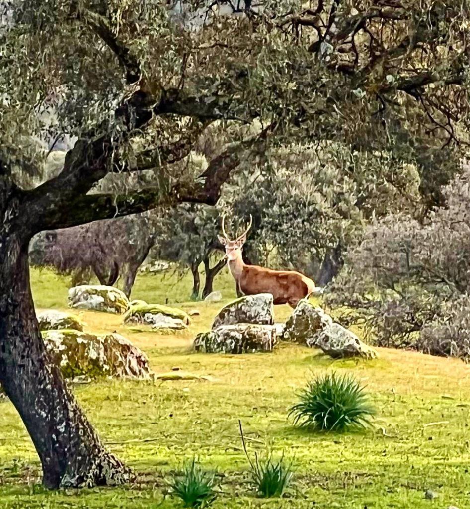Casa Rural Verde Oliva Baños de la Encina Eksteriør bilde